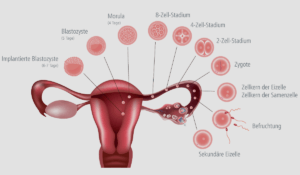 How Long After Implantation Does HCG Rise?