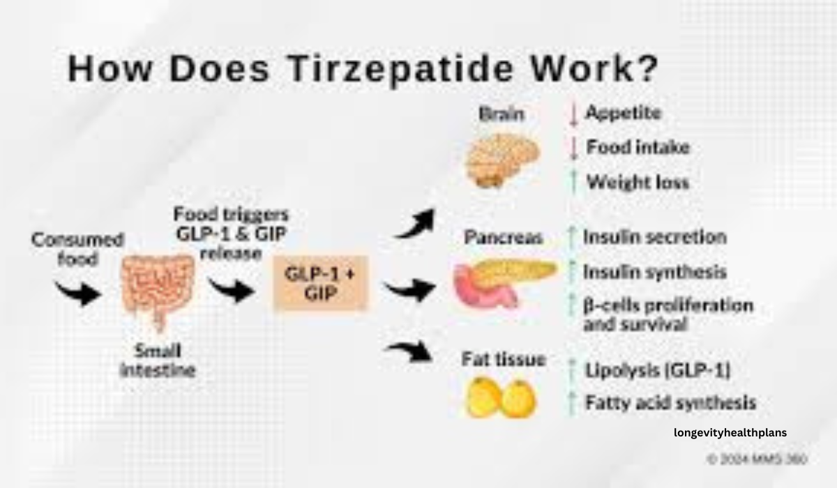 Can Tirzepatide Burn Fat and Help in Long Term Weight Loss