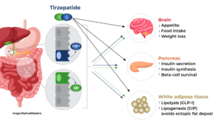 Can Tirzepatide Burn Fat and Help in Long Term Weight Loss